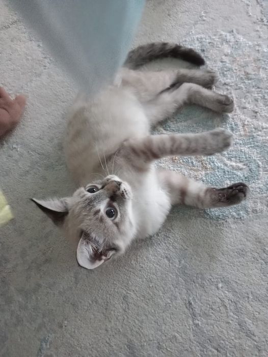 Сиямский котик продаеться