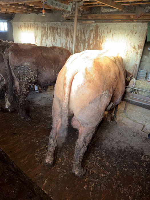 Продаются бычки с откорма