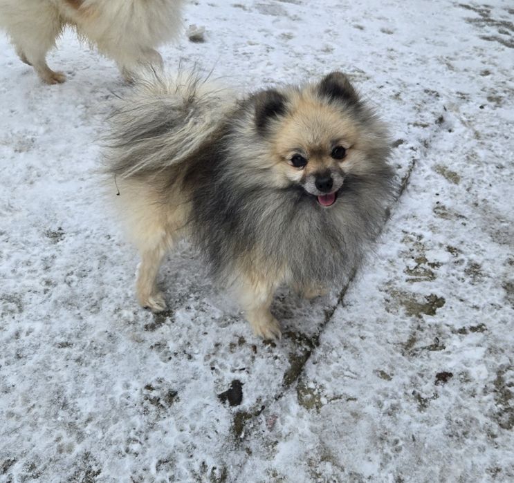 Померан    момче