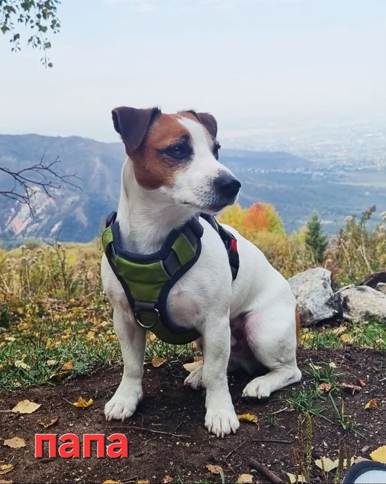 Джек рассел терьер