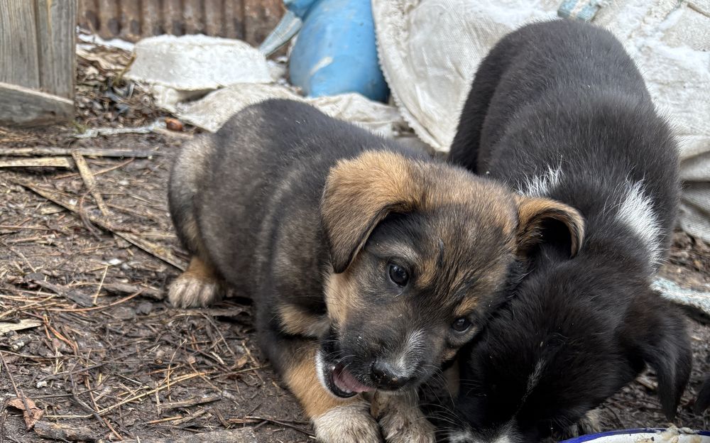 Подарявам кученца