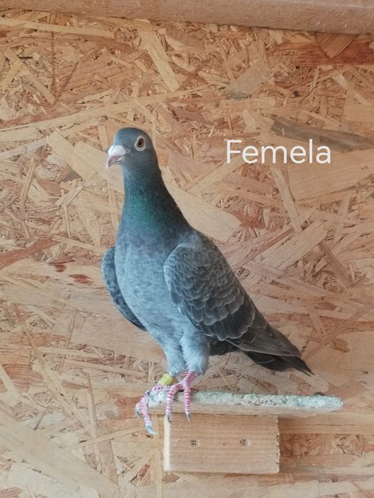 Porumbei voiajori culori rare