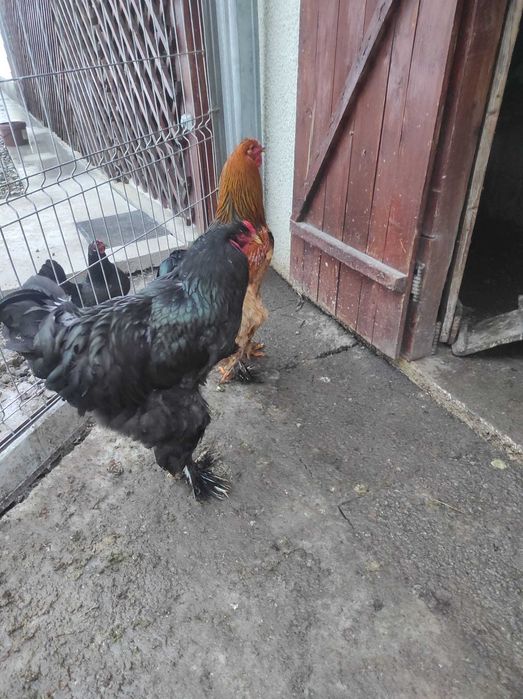 Cocosi  Brahma de vânzare