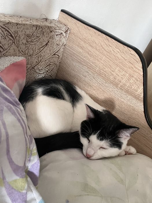 Motănel spre adoptie