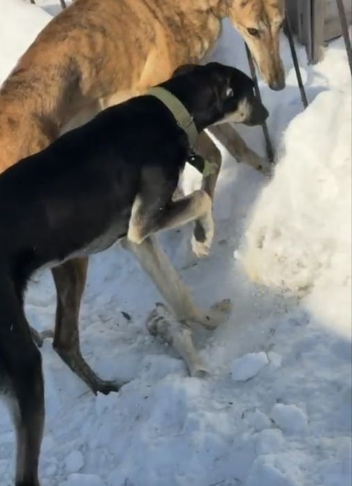 Продам грейхаунд кабель