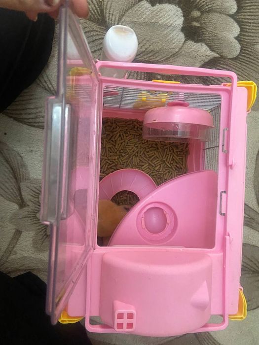 Хамяки  домашние