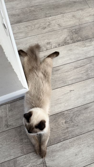 Пародистая кошка, еще не рожала