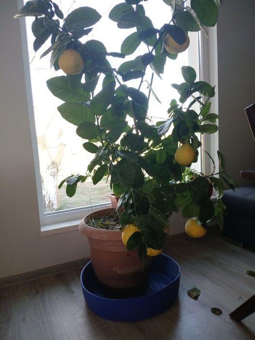 Продавам лимоново дръвче