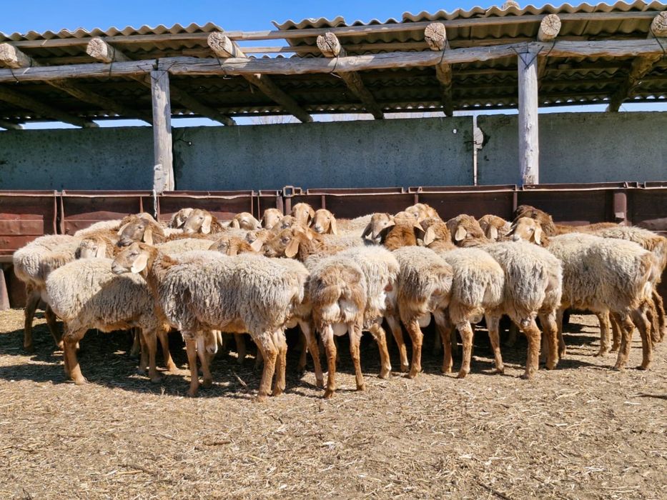 ҚОЙЛАР Бар Сойуға