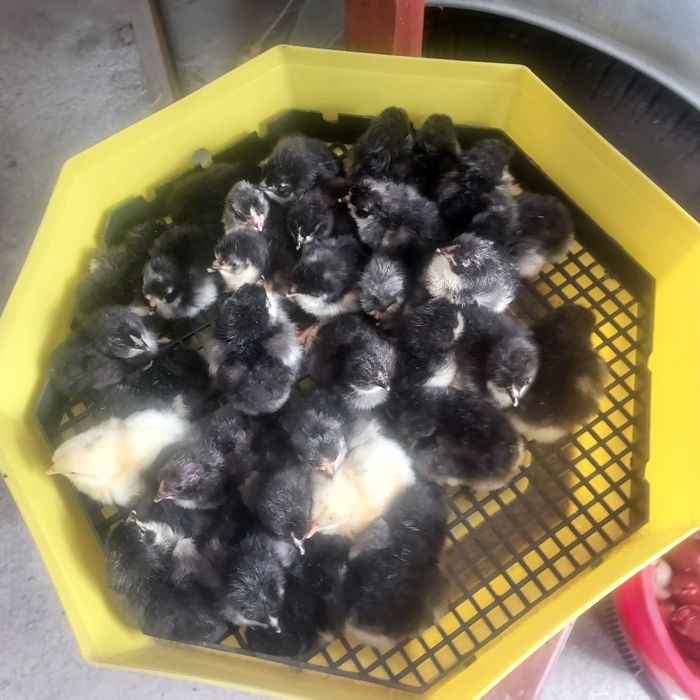 Pui  Marans și olive.