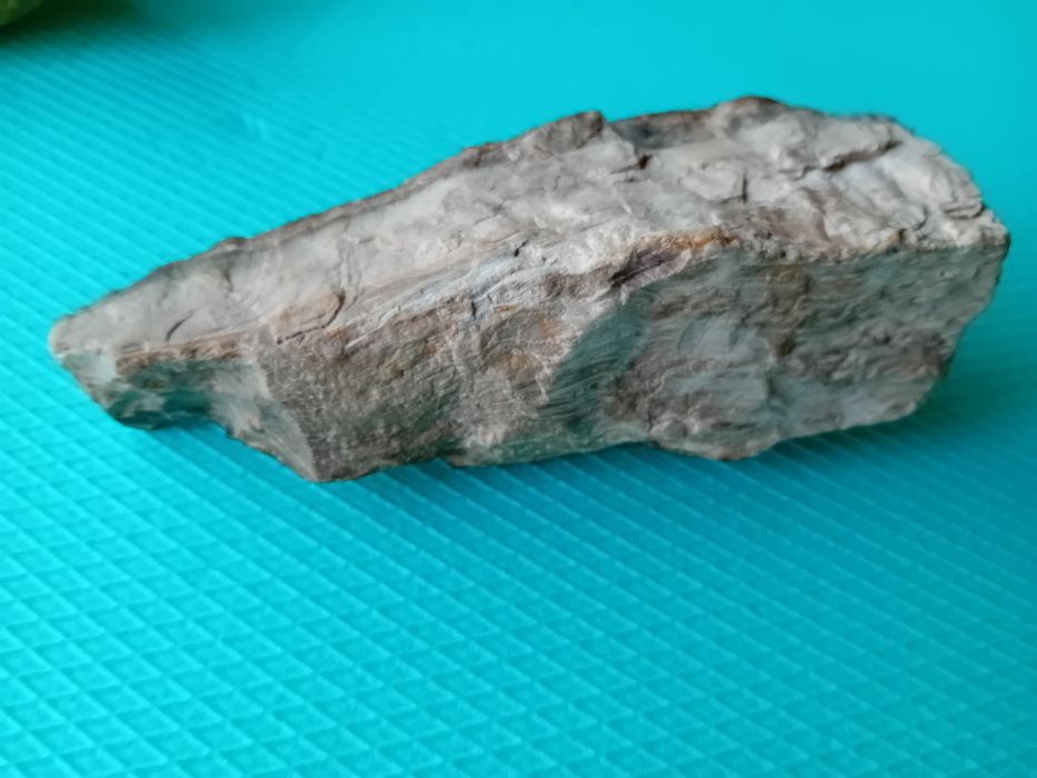 Опалеризирано дърво от времето на Динозаврите на 80милиона години