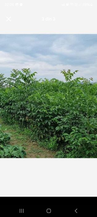 Vând piersic și nuc.