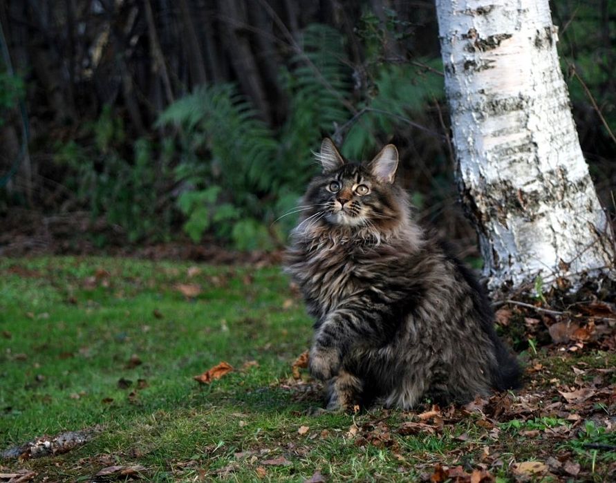 Мейн Куун (Maine Coon)