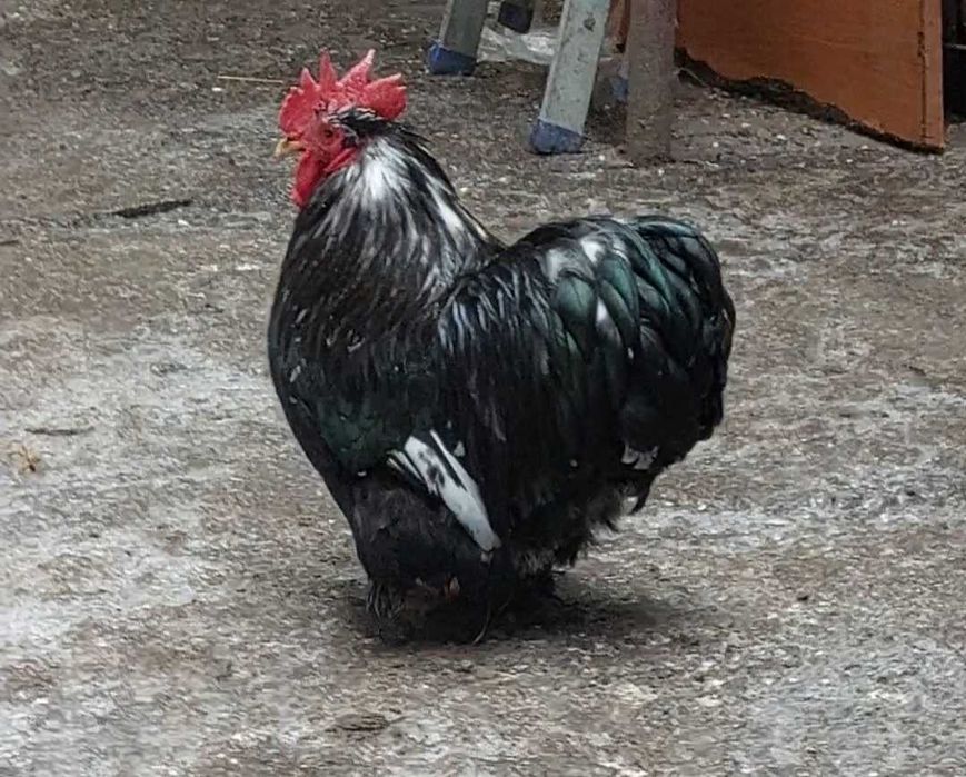 De vânzare Găini Cochinchina pitic