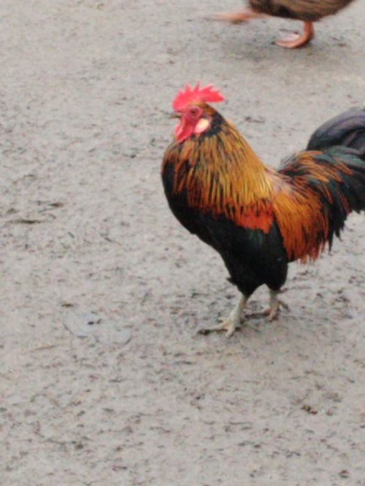 Vând cocos pitic de anul trecut