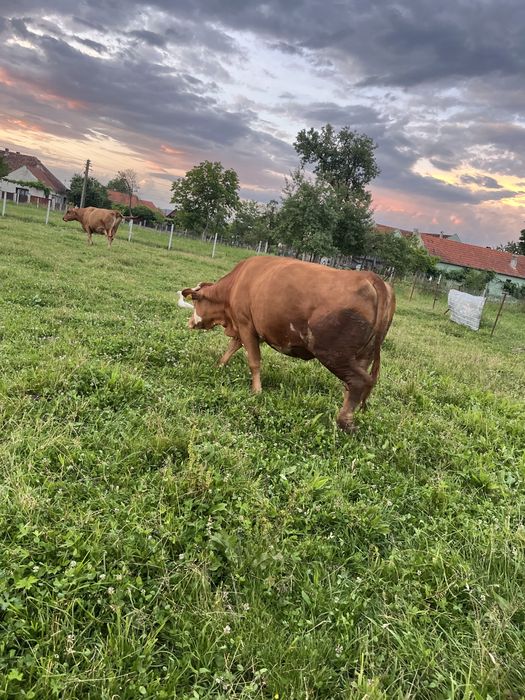 Vand vaca cu vitel langa ea