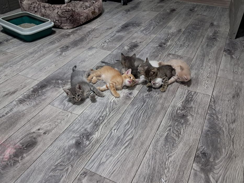 Отдам котят в добрые руки