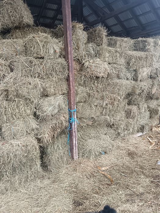 Baloti de fan disponibili