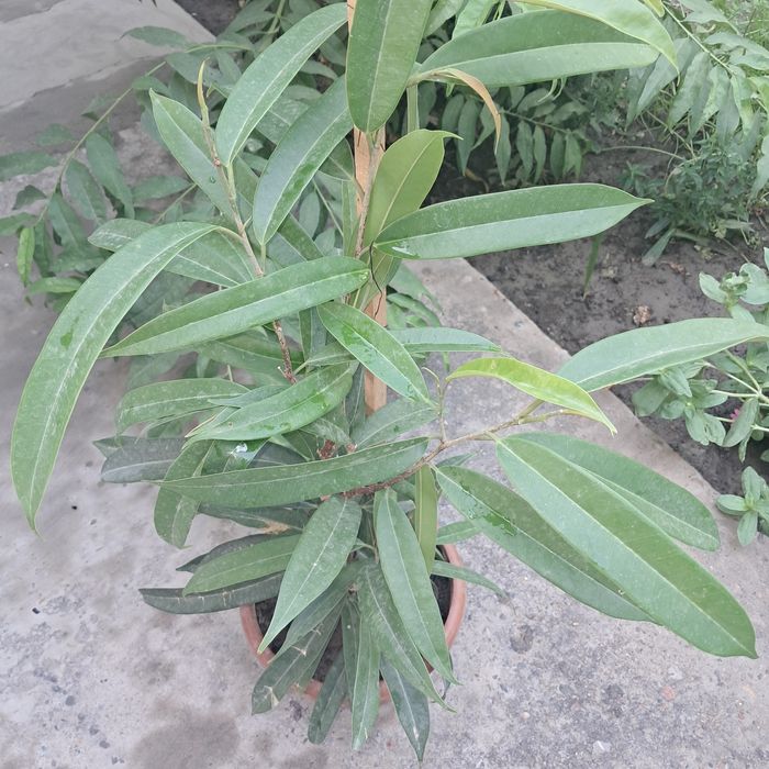 Продаются цветы. Мырзакент.