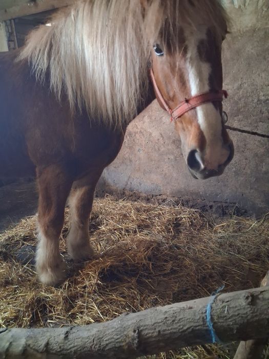 Vind minza de doi ani