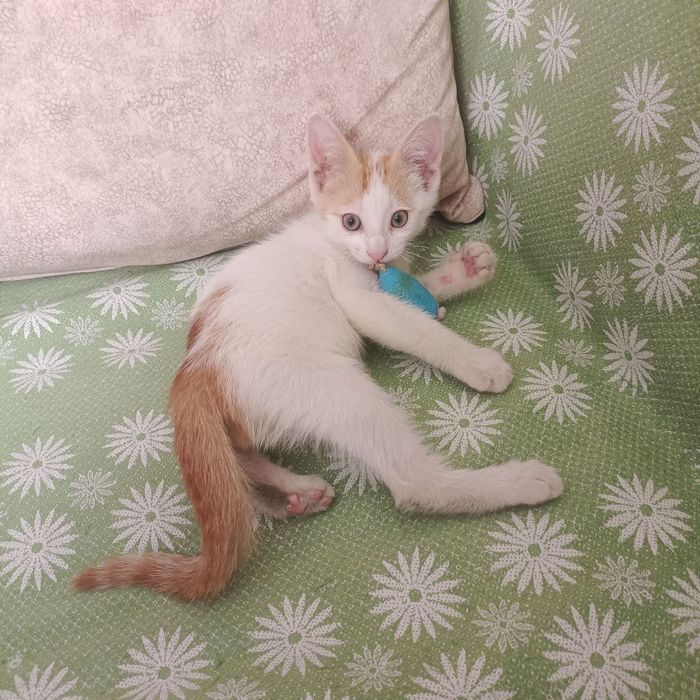 Котенок в добрые руки
