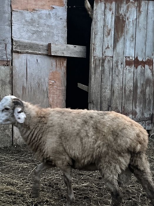 Продам срочно Кошкар