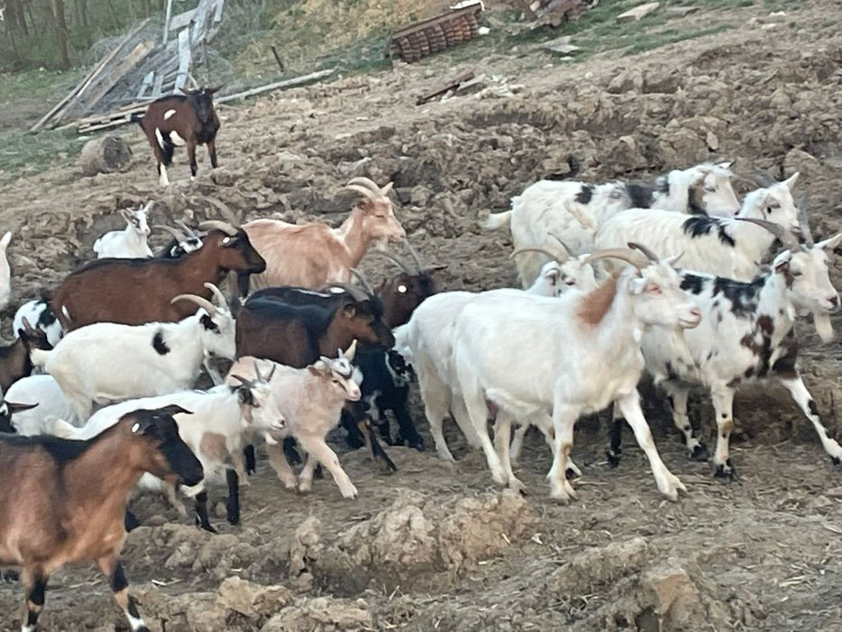 Vând  70 de capre