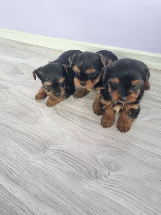 Йоркшир териери момчета.