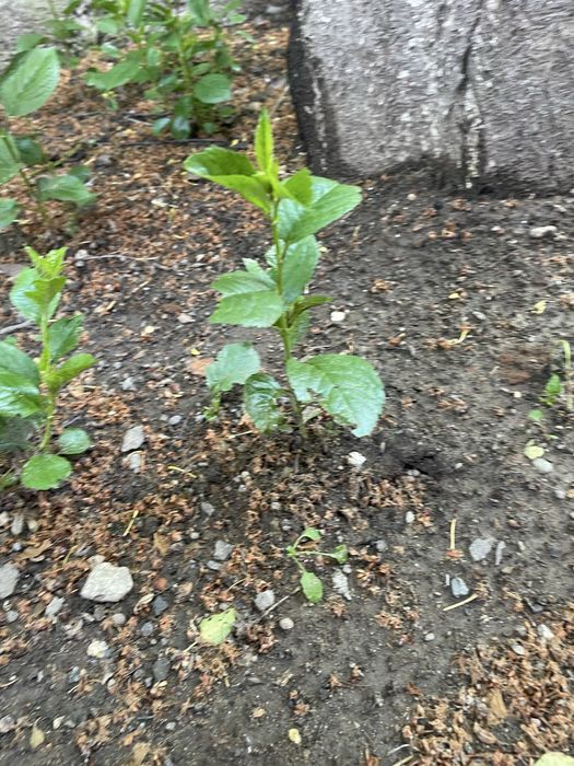 Ростки вишни