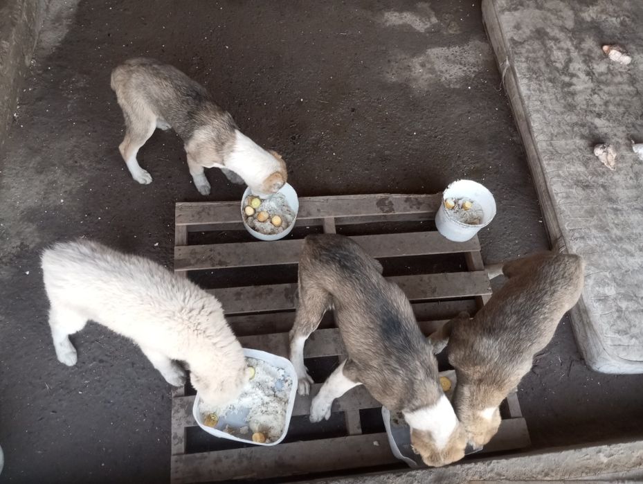 Продаются щенки Алабая.