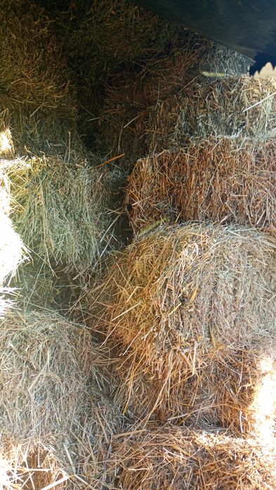 Vând baloți lucerna