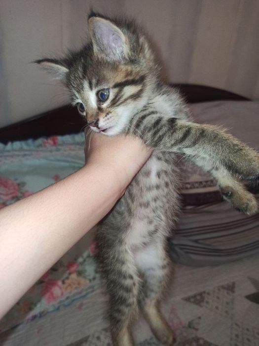 Кошка 3 месяца домашняя умная чистая