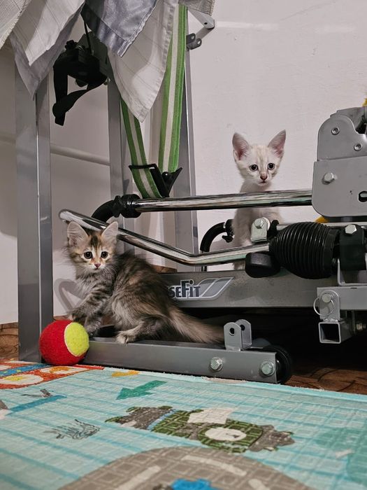 Отдам котят в добрые, "пушистые" руки!