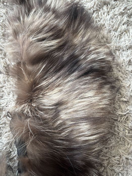 Яка от естествен косъм