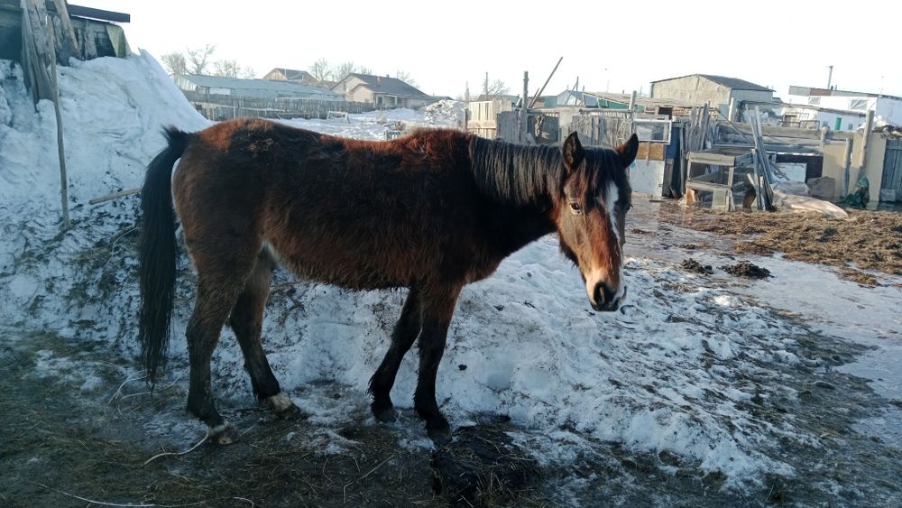 Жемделген байтал сатылады.