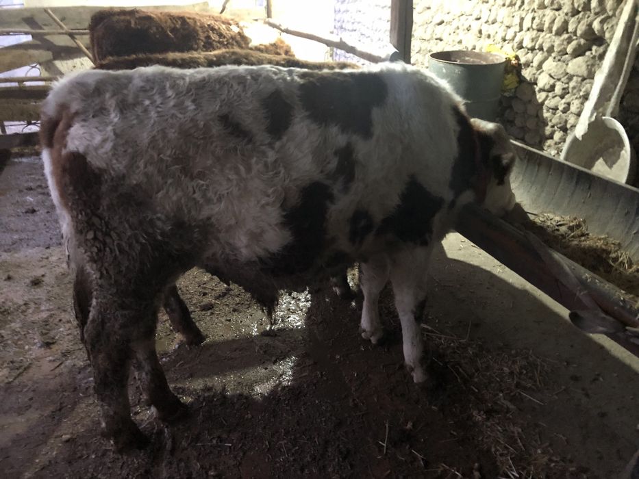 Semintal buqalar sotiladi