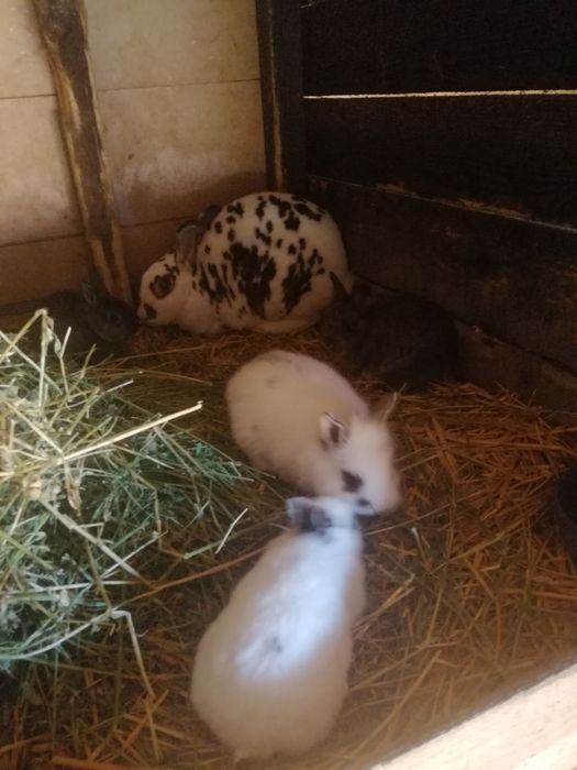 Iepurași Rex și cap de leu