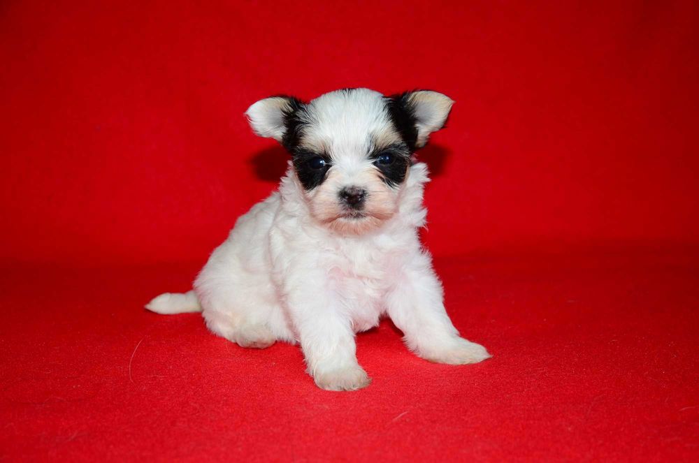 Йоркширский терьер Бивер ,шикарные щенки!