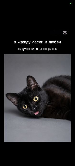 Отдам в хорошие руки