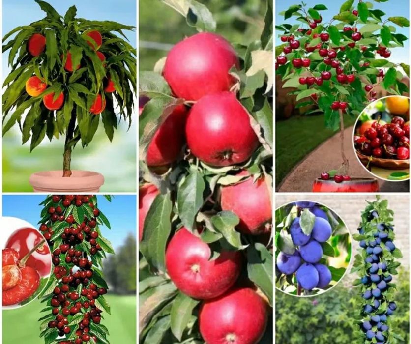 Pomi Fructiferi pitici Dwrf