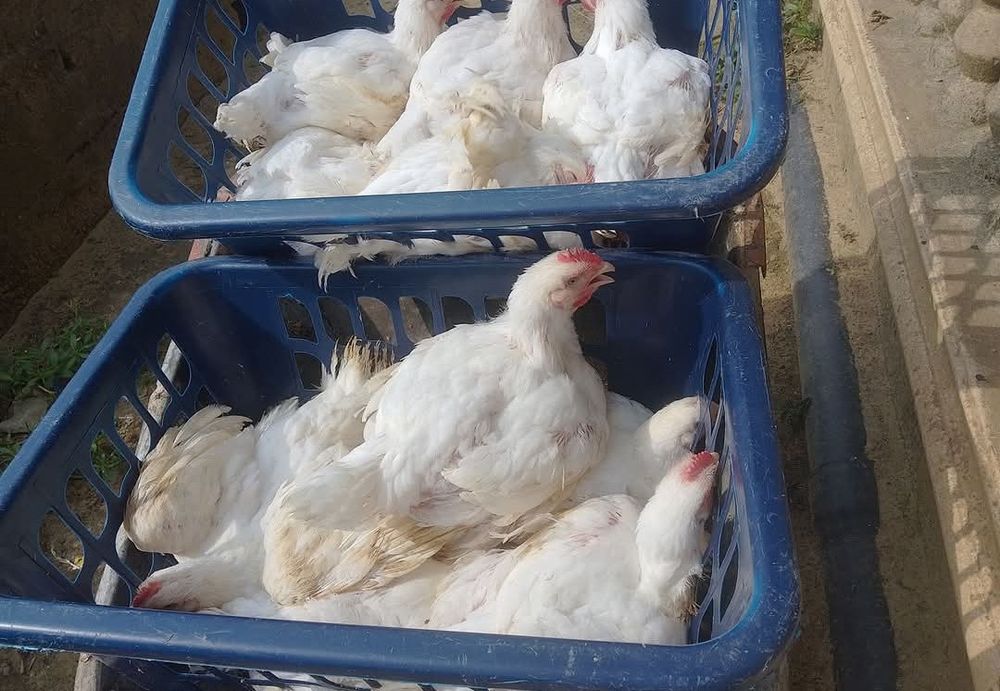 FERMA de pui Piatra Neamț SRL
