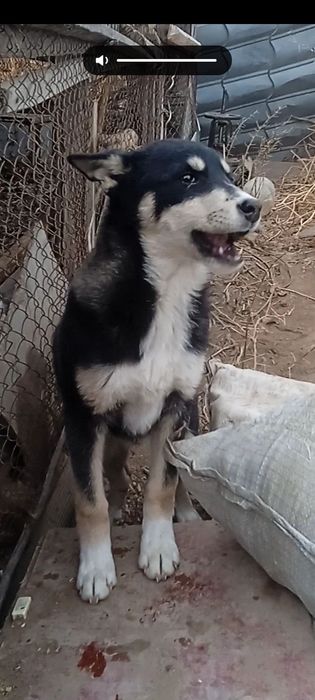 Лайка 3 айлық ұрғашы