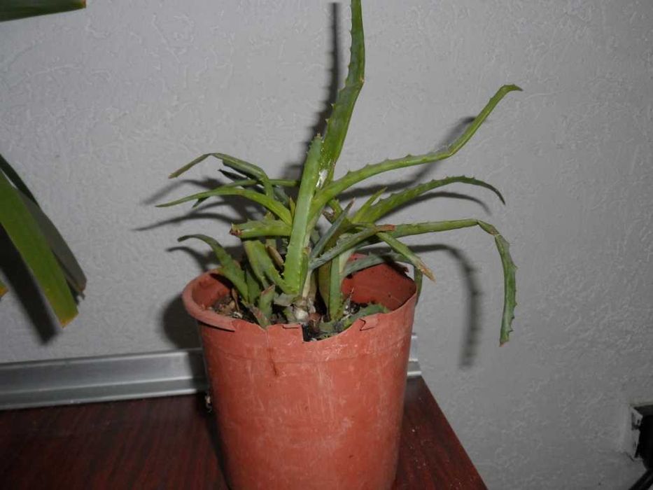 Фикус Бенджамина   алое   Неомарика