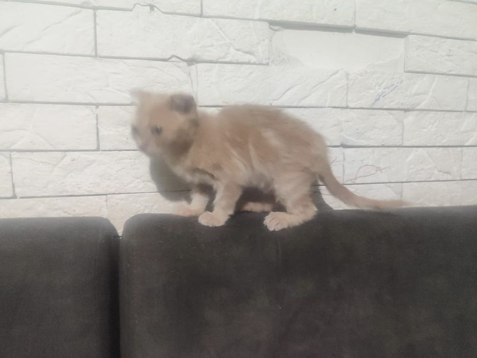 Шотландский котёнок мальчик