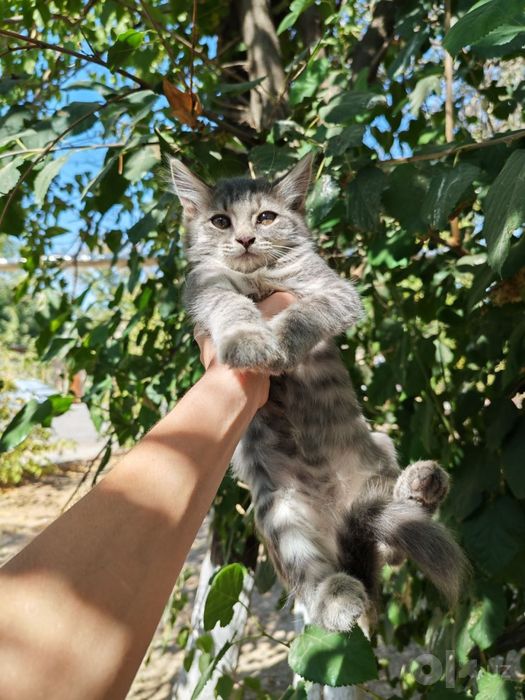 Отдаются котята в хорошие руки