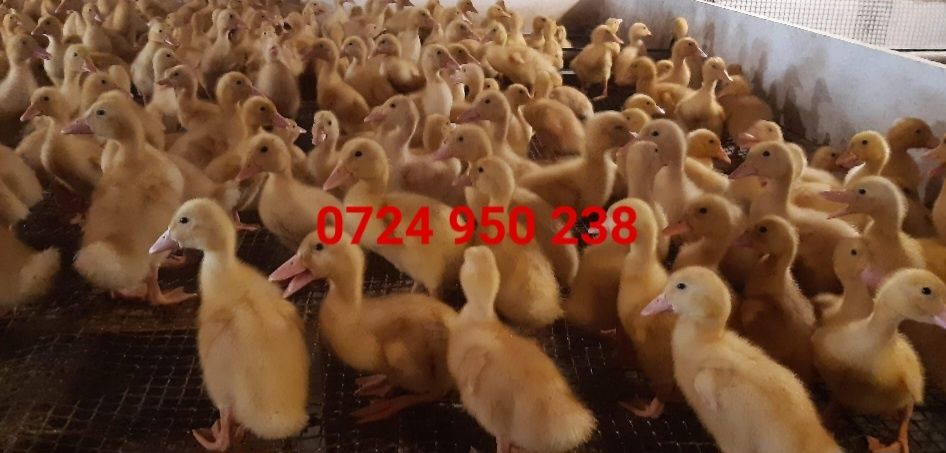 Boboci de rață, boboci rață  mută ,boboci de gâscă, pui de gaina,pui de bibilica ,puicuțe ouatoare