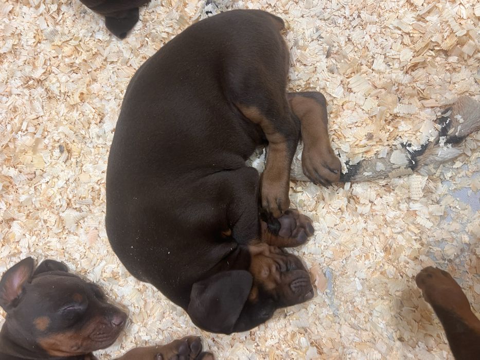 Шенки добермана все документы