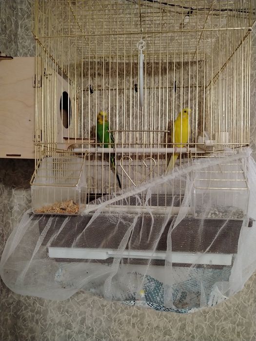 Попугаи мальчик и девочка