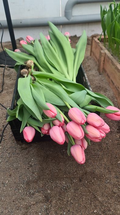 Тюльпаны триумф оптом Алматы и область