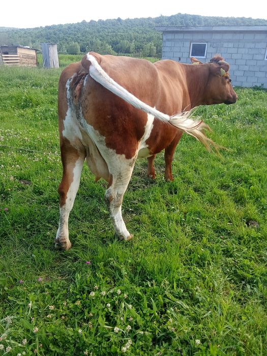 Vând vacă gestantă în 7 luni la a 4 fătare preț 8500 Lei